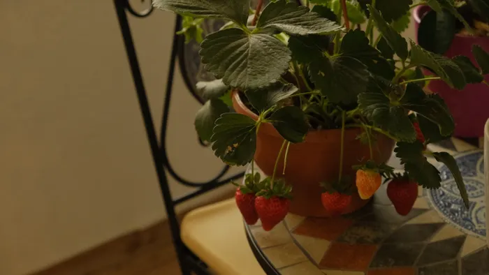 Improving Consistency With Balcony Vegetable Gardening